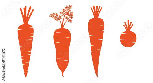 Four orange carrots of varying sizes and styles isolated on vector
