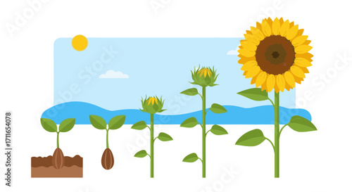 Witness the stunning life cycle of a sunflower growing from seed to bloom in vibrant detail