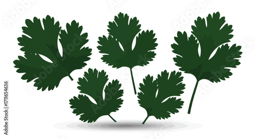 Fresh green coriander cilantro leaves isolated on culinary herb ingredient vector