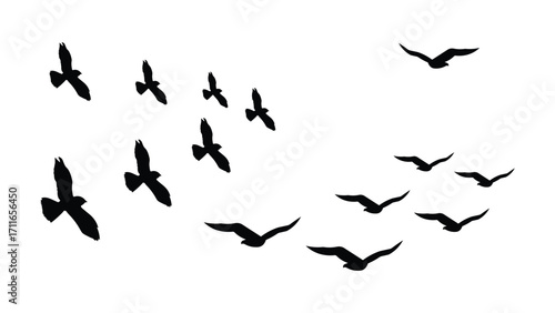 Flying bird silhouettes isolated on white background
