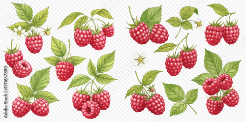 A beautiful collection of hand-drawn ripe red raspberries on branches with vibrant green leaves and delicate white flowers.