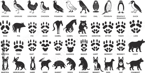 Animal and bird silhouettes with paw prints, wildlife footprint icons, educational zoology chart, vector animal tracks, nature symbol graphic, zoo creature design collection.