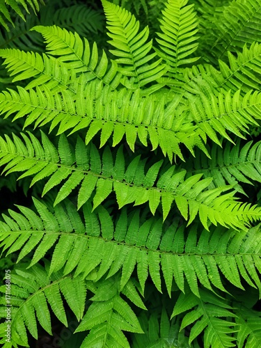 The wart fern of Hawaii or Maile-Scented Fern green leaves background