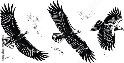 Vector illustration of a majestic flying eagle with spread wings, a powerful silhouette against the sky, symbolizing freedom and nature