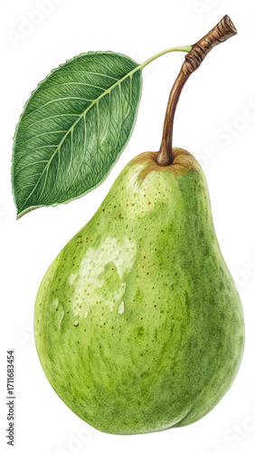 Watercolor Illustration of a Green Pear with Leaf and Stem