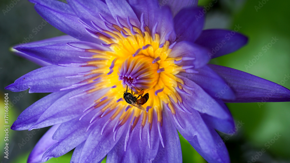 Obraz premium Purple Water Lily or Lotus