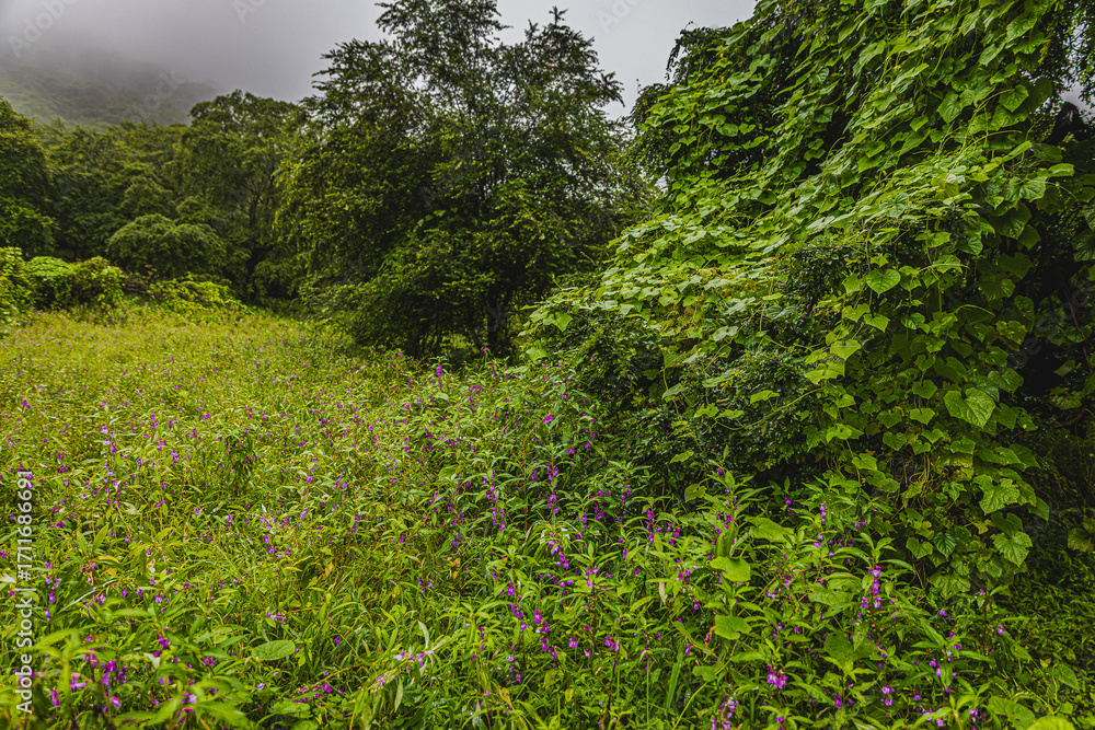 Obraz premium green in the midst of middle east 