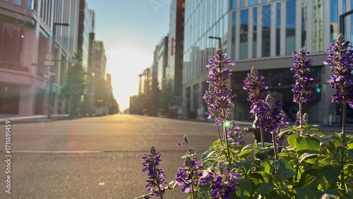 Blue salvias and the morning sun shining off the empty city streets