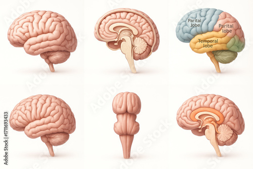 Human Brain Anatomy Illustration: Detailed Views