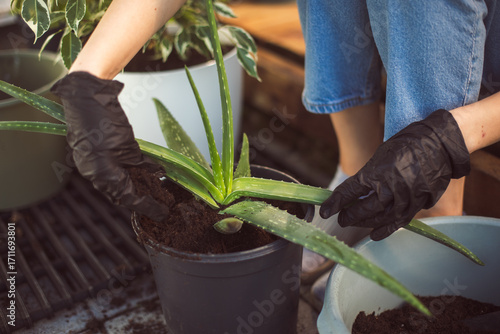 Close up of plant roots during repotting process in home garden