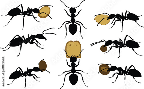 Ant silhouette set featuring teamwork and food-carrying poses with varied body shapes and social insect behavior for design and education