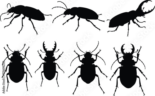 Beetle silhouette set featuring side and top views with mandible variations, leg positions, and insect anatomy for design and education