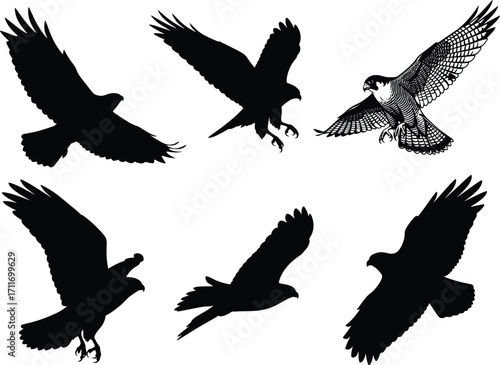 Birds of prey silhouette set featuring flying and grasping poses with feather detail and talons for wildlife and design use
