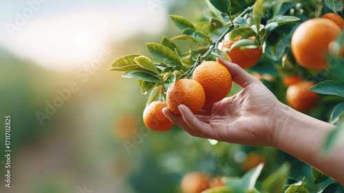Fototapeta Naklejka Na Ścianę i Meble -  Hand picking ripe tangerines from a tree in a sunny garden, symbolizing the harvest, organic farming and fresh citrus fruits in a natural environment.