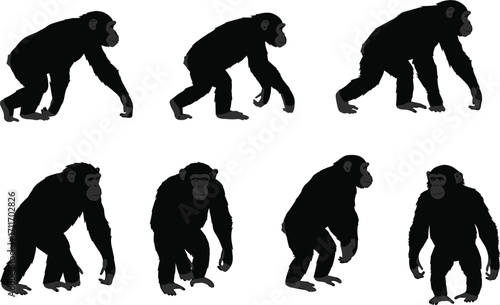 Chimpanzee silhouette set featuring walking and standing poses with motion progression, primate anatomy, and wildlife behavior for design use