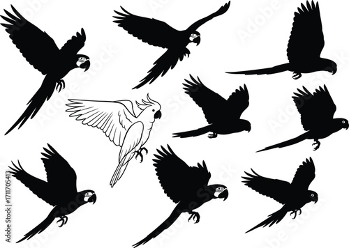 Parrot and cockatoo silhouette set featuring dynamic flight poses, crest detail, and wing variation for wildlife and educational design use