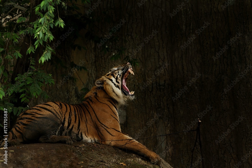 Fototapeta premium a Sumatran tiger is seen roaring
