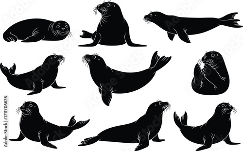 Seal silhouette set featuring sitting, swimming, and lying poses with whiskers, flippers, and expressive marine motion for design and merch