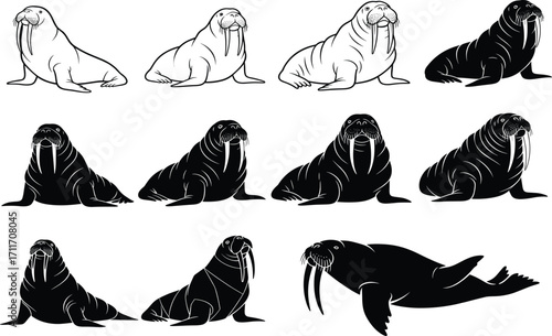 Walrus illustration set featuring twelve stylized poses with tusks, flippers, and varied shading for marine wildlife and educational design use