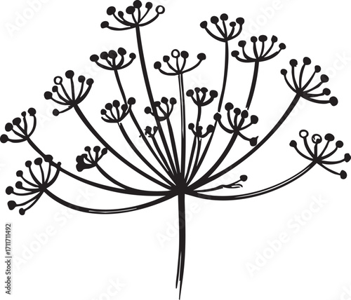 Dill flower vector illustration: black and white botanical design eps silhouette
