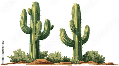 Digital illustration depicting two saguaro cacti against a white background. The cacti are rendered in shades of green with detailed spines.  The base of the cacti shows small tufts of low-lying