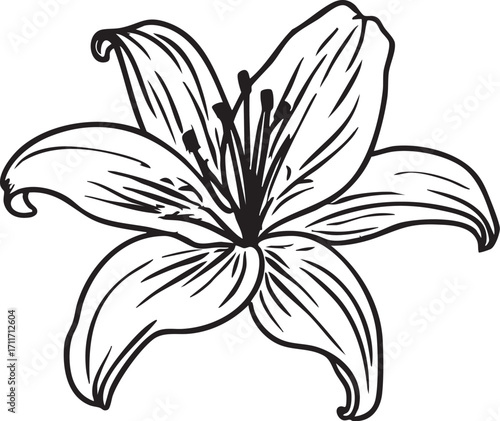 Lily flower vector illustration: black and white outline graphic for design eps silhouette