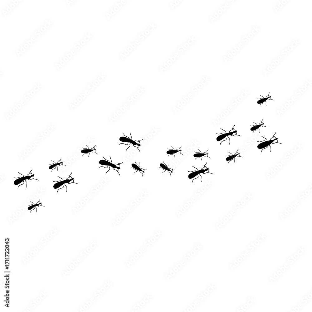 Obraz premium Ants trail line