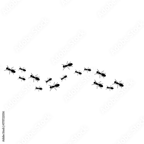 Ants trail line