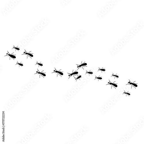 Ants trail line
