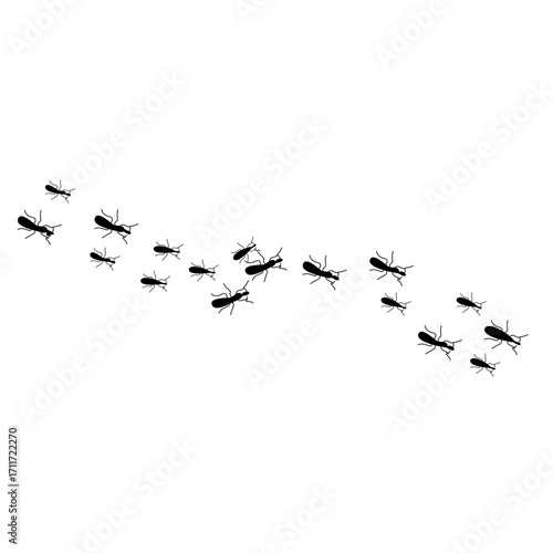 Ants trail line