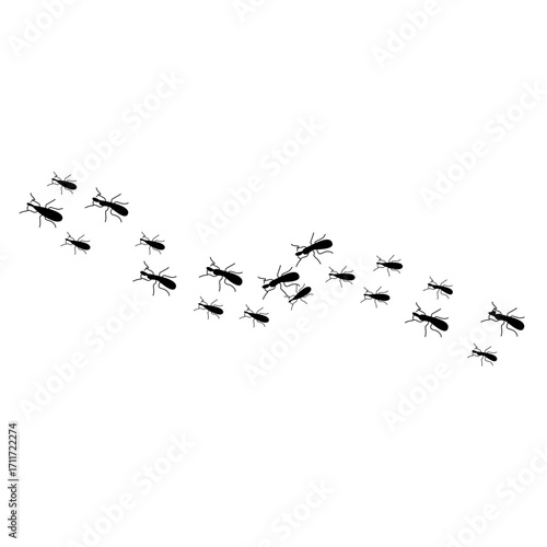 Ants trail line