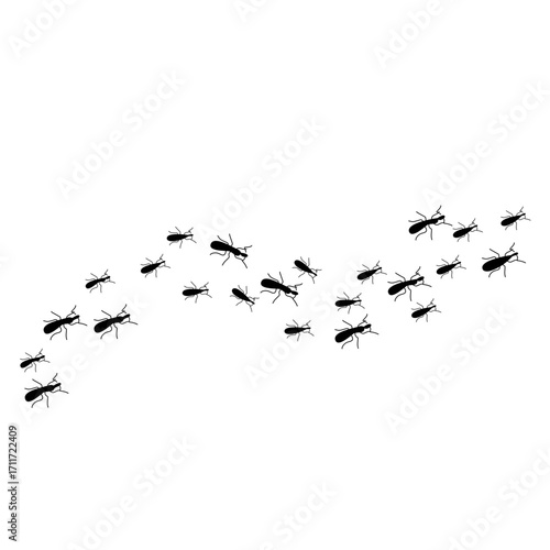 Ants trail line