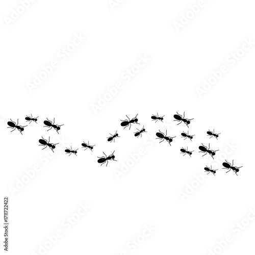 Ants trail line