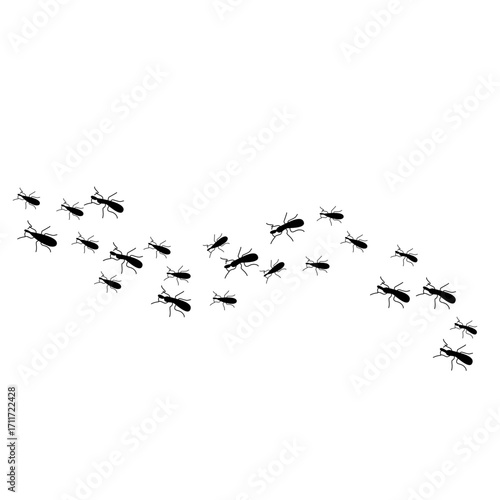 Ants trail line