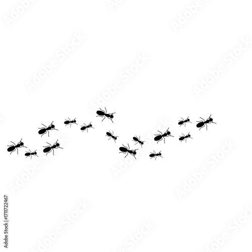Ants trail line