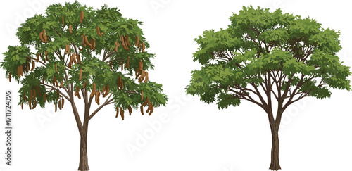 Acacia tree with hanging seed pods and lush green tree illustration, botanical vector art, nature plant design, tropical vegetation, forest flora, desert tree, leafy foliage