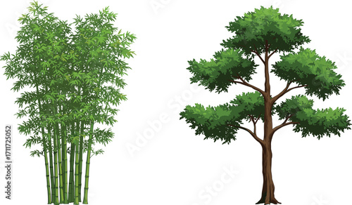 Bamboo stalks with green foliage, broadleaf tree with thick trunk, nature contrast, garden vegetation, forest plants, rural landscape, botany