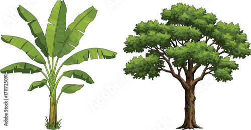 Banana plant with large green leaves, deciduous tree with broad canopy, nature contrast, tropical and temperate trees, forest landscape, botany