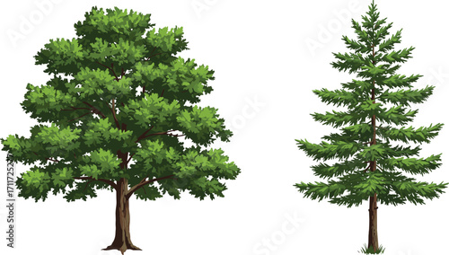 Broadleaf tree with dense canopy, coniferous tree with needle foliage, nature contrast, forest plants, tree structure, rural landscape, botany