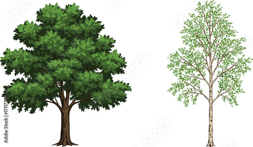 Broadleaf tree with dense canopy, birch-like tree with light bark, nature contrast, green foliage, forest plants, rural landscape, botany