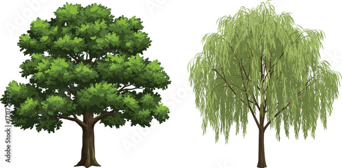 Broadleaf tree with dense canopy, weeping willow with drooping branches, nature contrast, green foliage, forest plants, rural landscape, botany