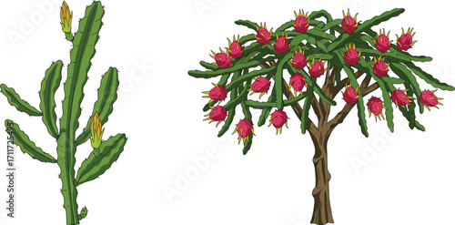 Cactus plant with yellow buds and flowering dragon fruit tree, desert vegetation, tropical illustration, exotic plants, green cactus, blooming tree, nature vector art