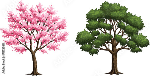 Cherry blossom tree with pink flowers, deciduous tree with green foliage, seasonal contrast, nature plants, forest landscape, botany scene