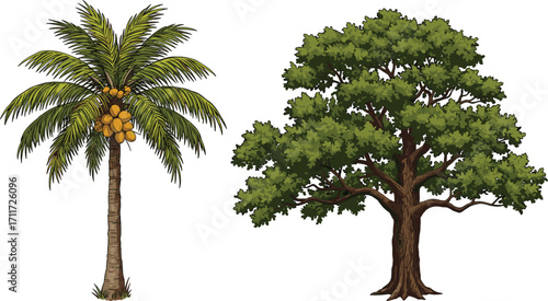 Coconut palm tree with yellow coconuts, deciduous tree with green foliage, nature contrast, tropical and temperate plants, forest landscape