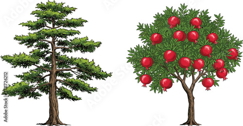 Coniferous tree with needle foliage, fruit tree with red pomegranates, nature contrast, garden plants, tree bark, rural landscape, botany