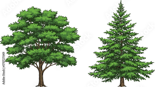 Deciduous tree with broad canopy, coniferous fir tree with needle foliage, nature contrast, forest plants, botanical scene, white background