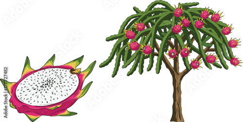 Dragon fruit tree with pink flowers and sliced dragon fruit, tropical plant illustration, exotic fruit, nature vector art, cactus tree, botanical design, vibrant vegetation
