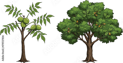 Green walnut tree and oak tree illustration, nature vector art, botanical design, forest plants, leafy trees, fruit-bearing trees, eco-friendly graphics, natural elements