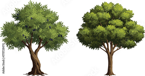 Olive tree with dark fruits, deciduous tree with broad green leaves, nature contrast, forest plants, botanical structure, outdoors, foliage
