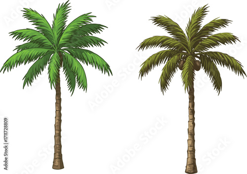 Tropical Palm Tree Duo Illustration Showing Healthy and Aged Foliage Contrast for Nature, Botanical, Climate, and Environmental Design Themes
